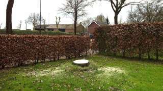 bomen kappen 